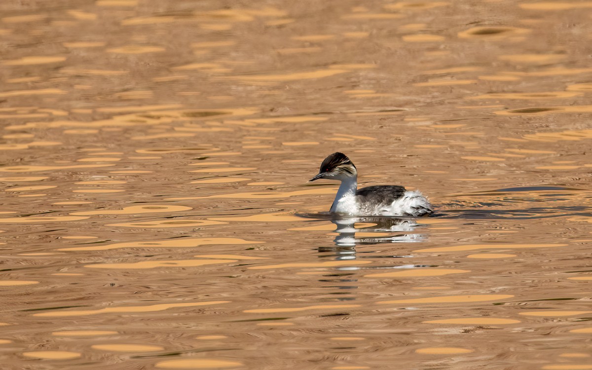 Silvery Grebe (Andean) - ML647543937