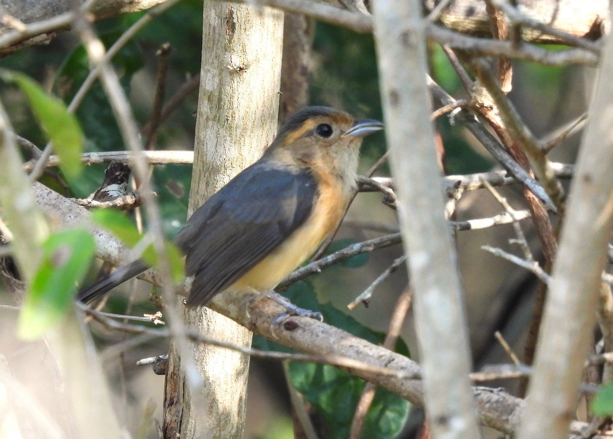 Gray-throated Chat - ML647543938