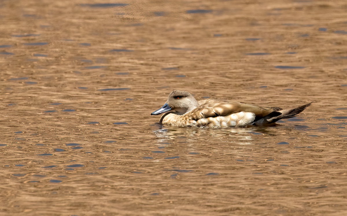 Crested Duck - ML647543939