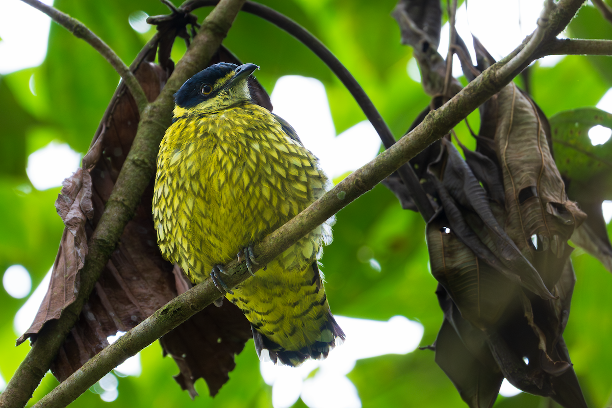 Scaled Fruiteater - ML647543940