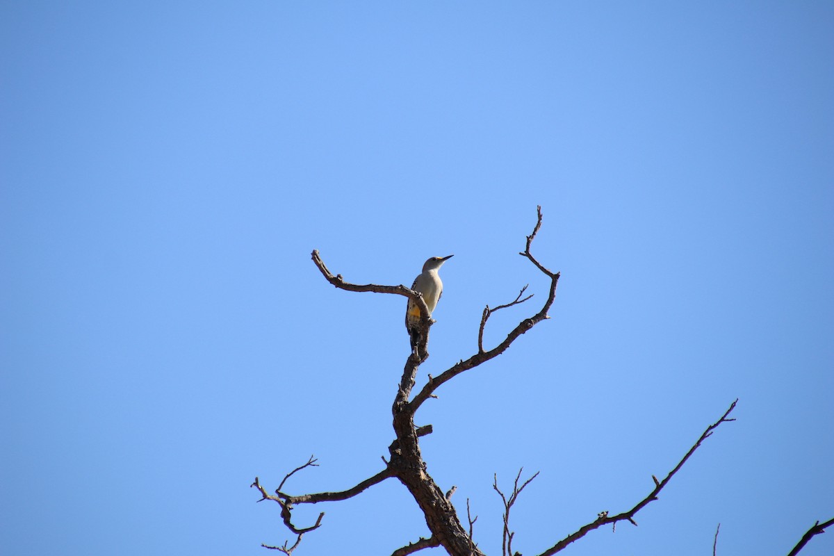 Golden-fronted Woodpecker - ML647543941