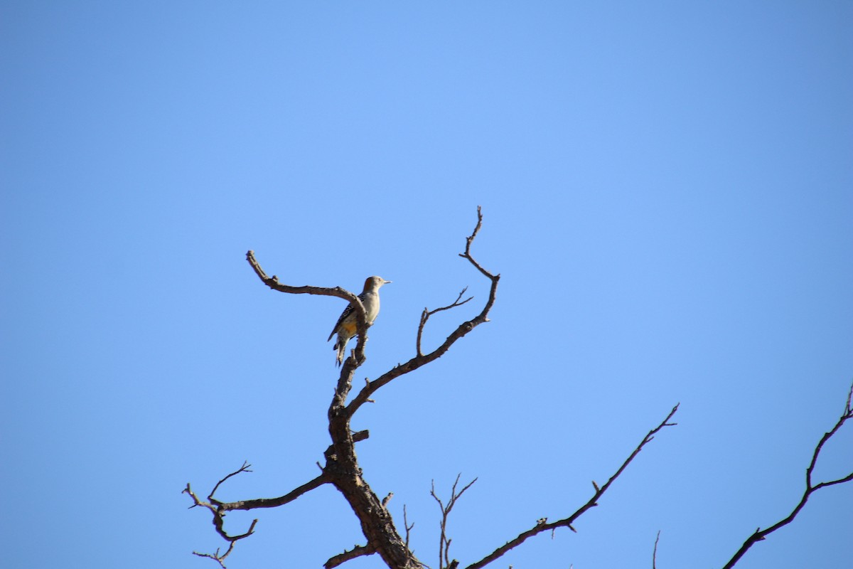 Golden-fronted Woodpecker - ML647543942