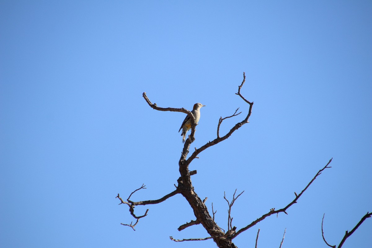 Golden-fronted Woodpecker - ML647543943