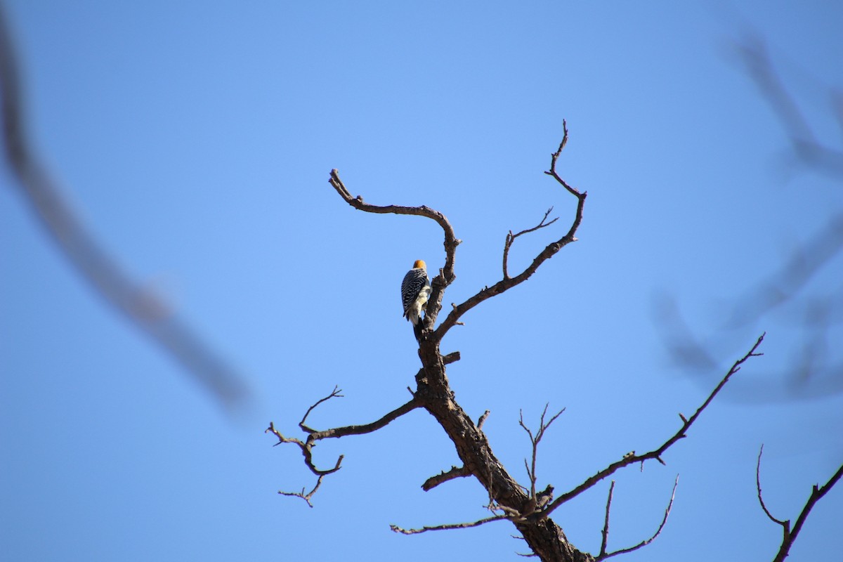 Golden-fronted Woodpecker - ML647543944