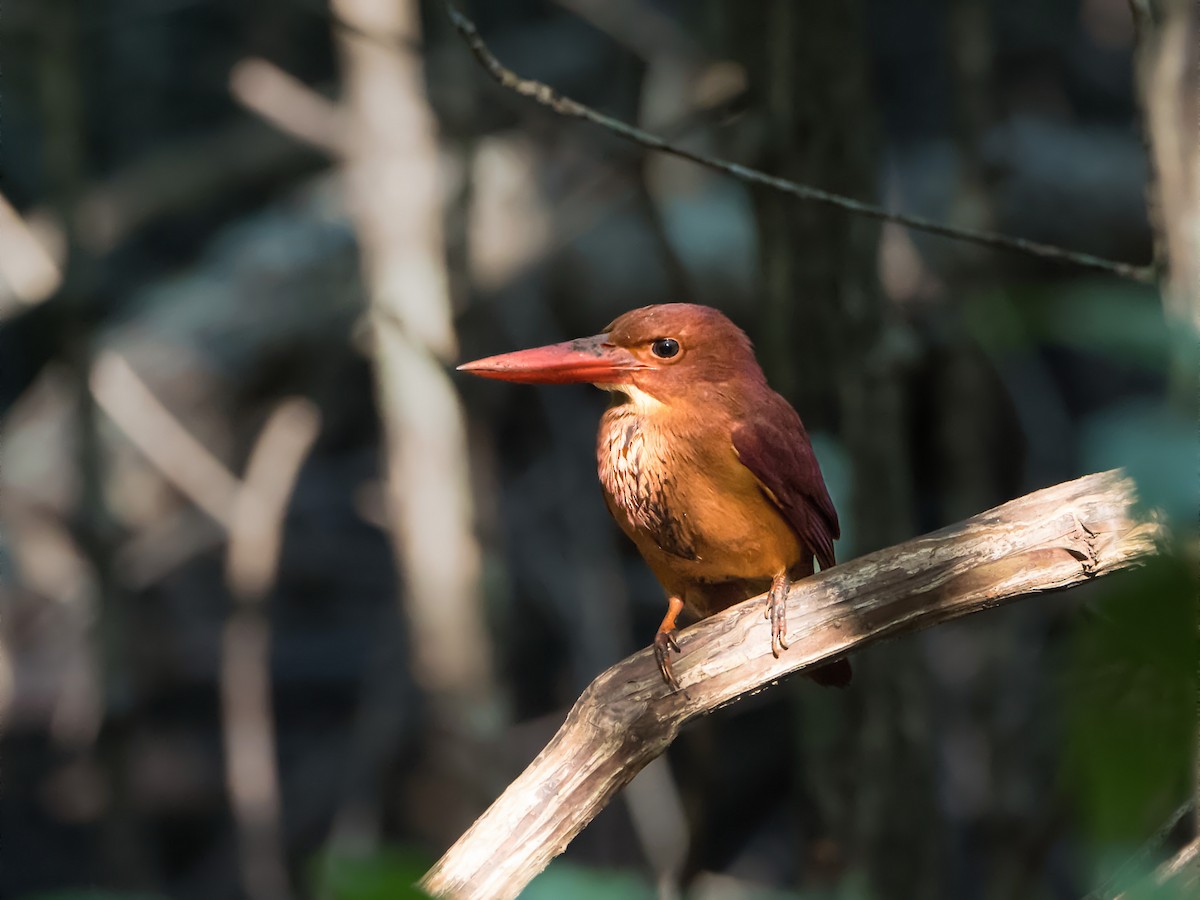 Ruddy Kingfisher - ML647543945