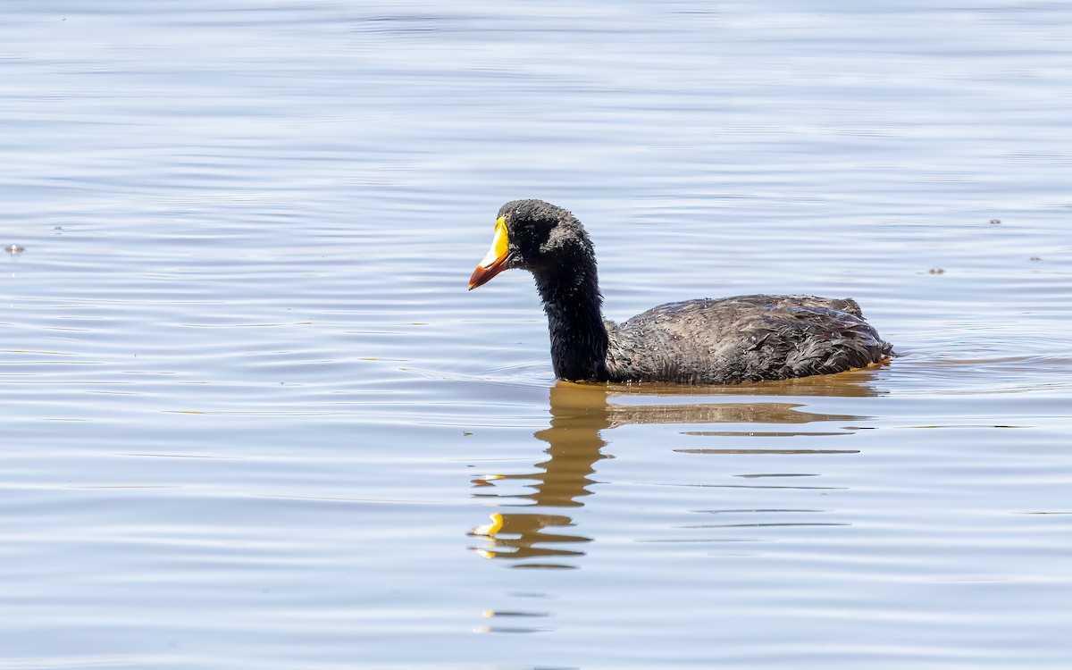 Giant Coot - ML647543946