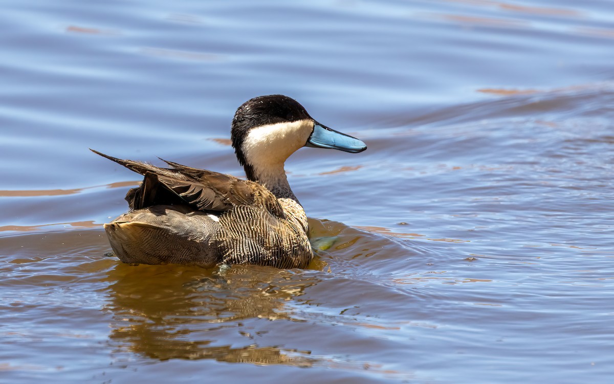 Puna Teal - ML647543948