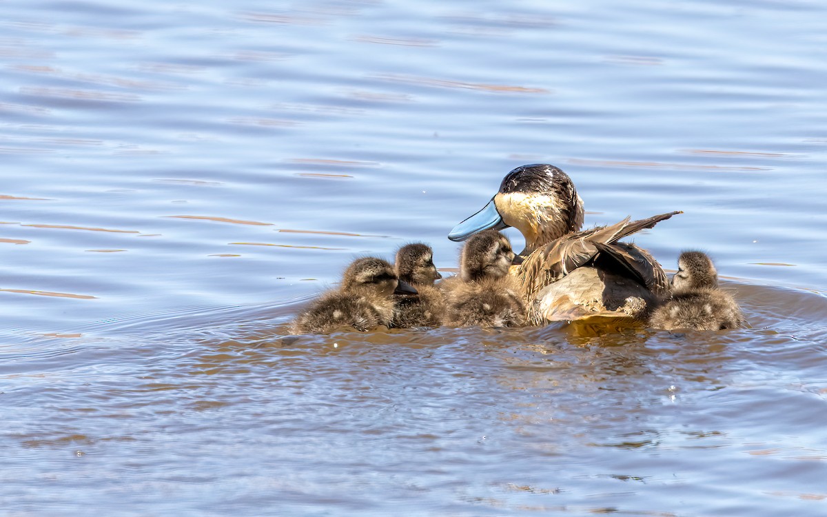 Puna Teal - ML647543949