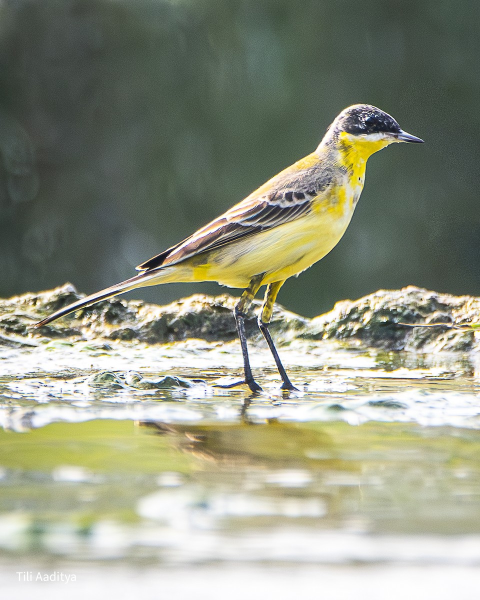 Western Yellow Wagtail - ML647543950