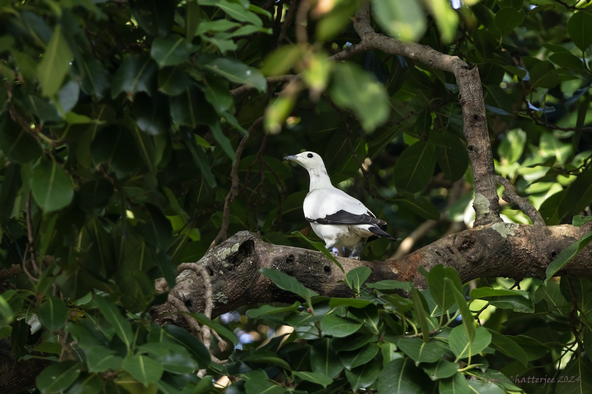Pied Imperial-Pigeon - ML647543952