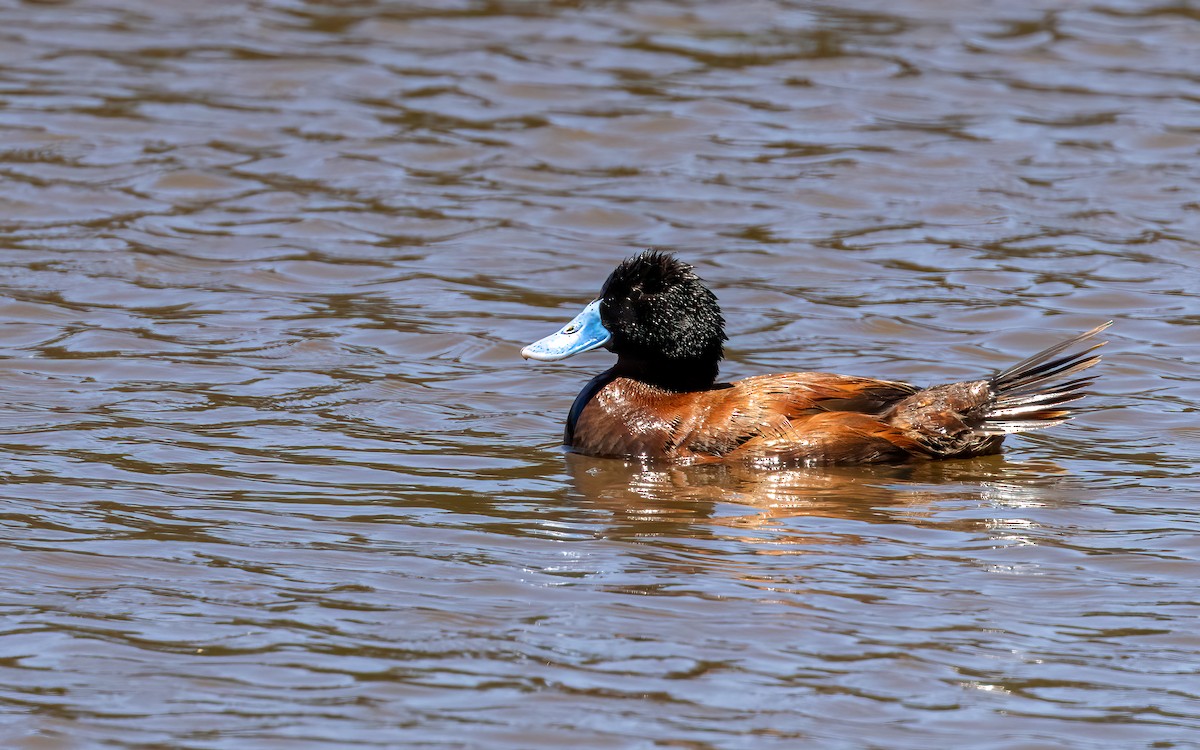 Andean Duck - ML647543953