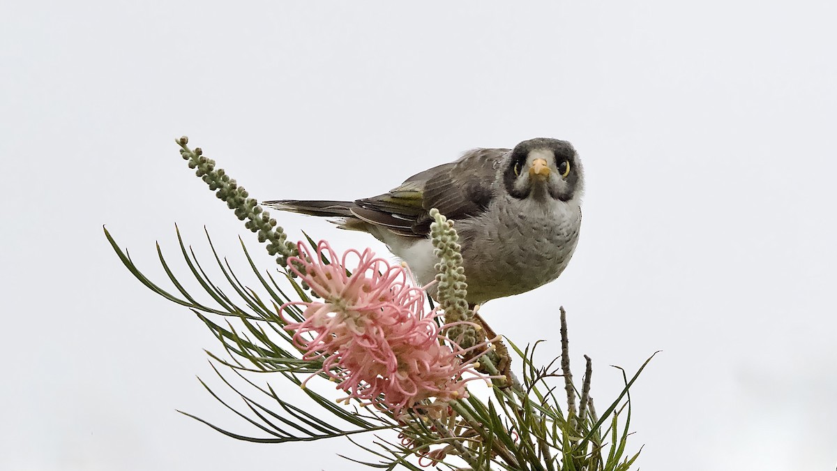 Noisy Miner - ML647543955