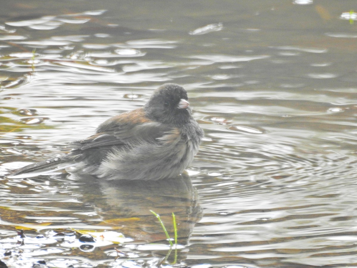 Dark-eyed Junco (Oregon) - ML647543956