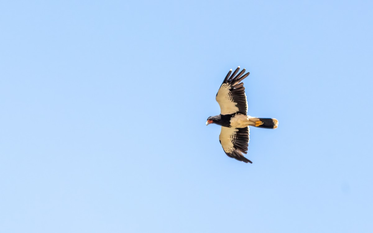 Mountain Caracara - ML647543957