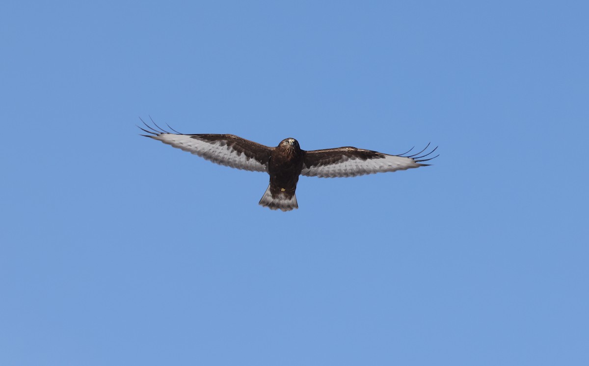 Rough-legged Hawk - ML647543958