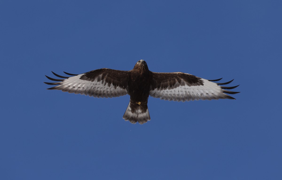 Rough-legged Hawk - ML647543959