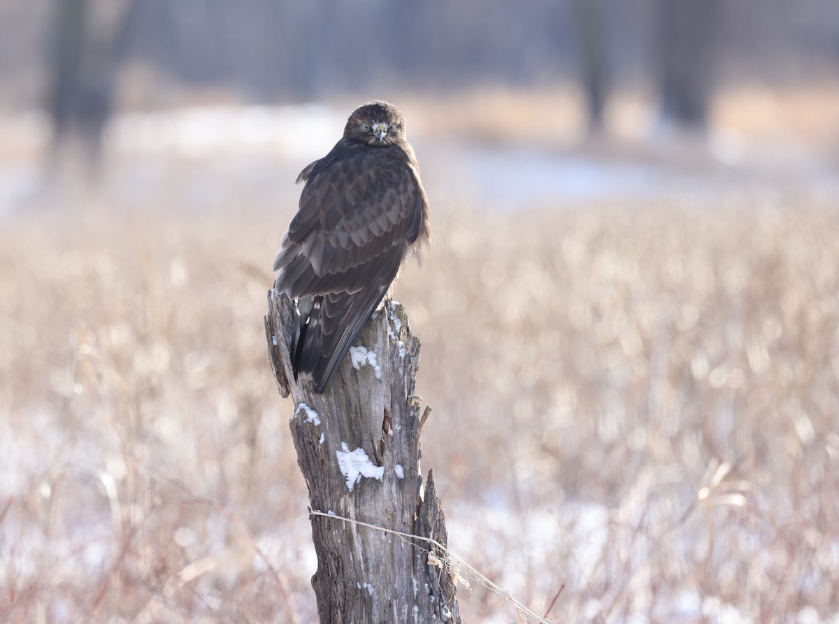 Rough-legged Hawk - ML647543960