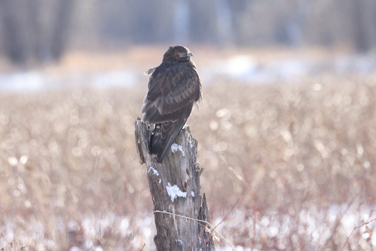 Rough-legged Hawk - ML647543961