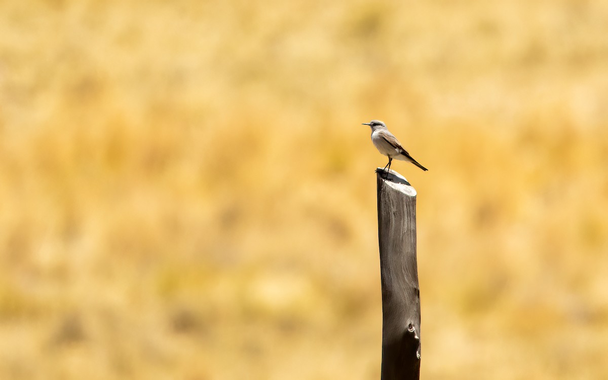 Rufous-naped Ground-Tyrant - ML647543962