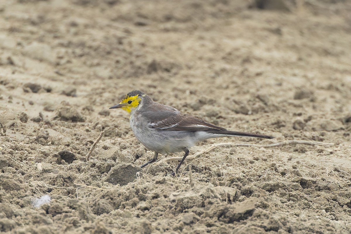Citrine Wagtail - ML647543963