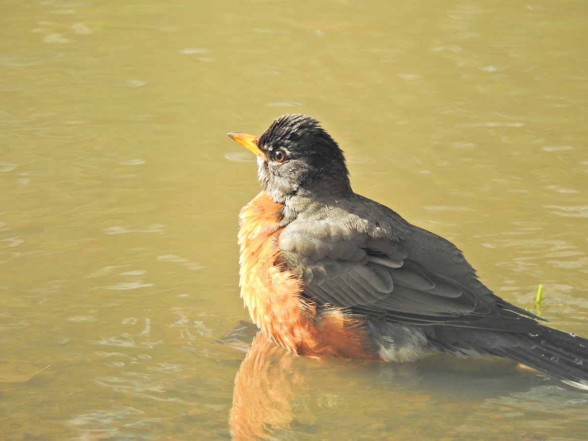 American Robin - ML647543964