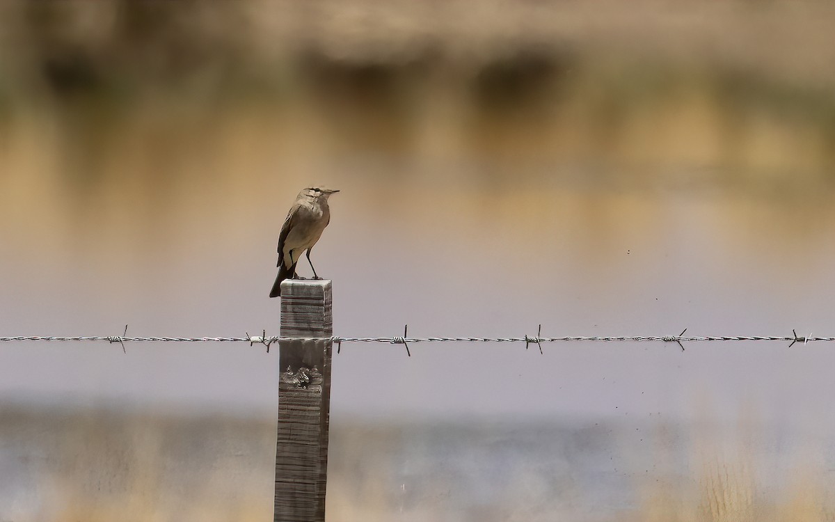 Spot-billed Ground-Tyrant - ML647543965
