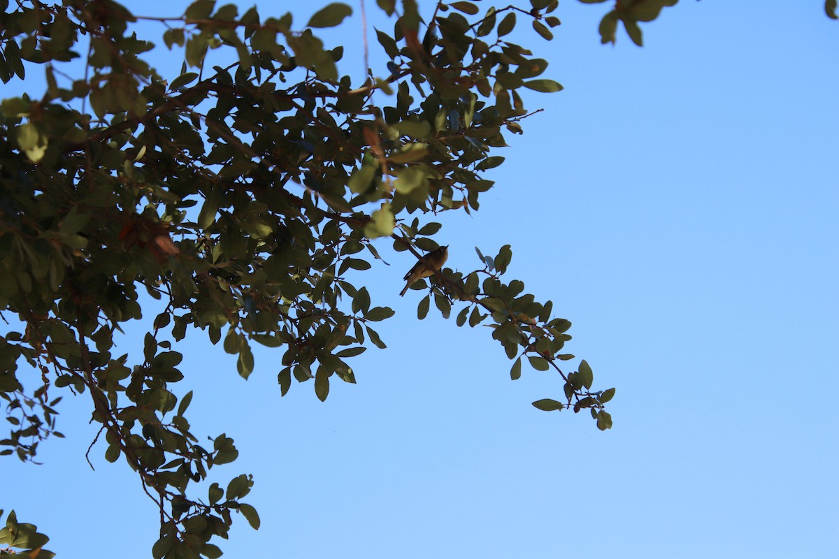 králíček americký - ML647543983