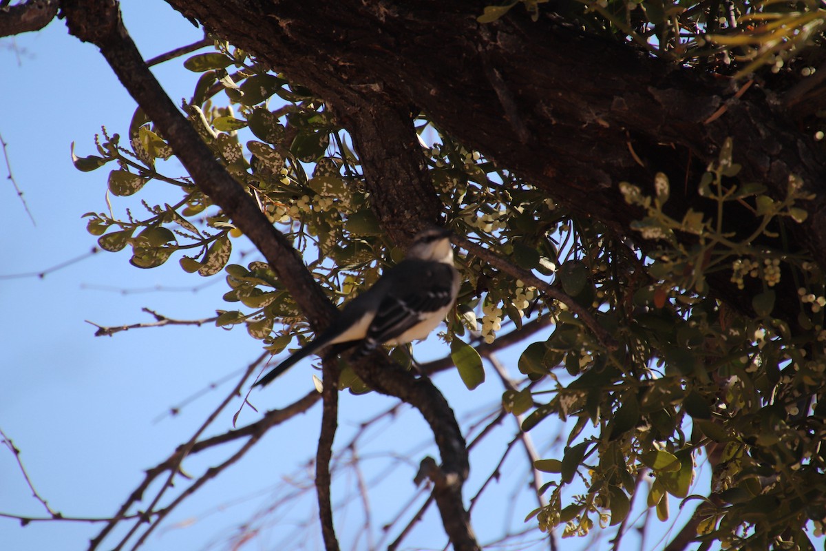 Northern Mockingbird - ML647543992