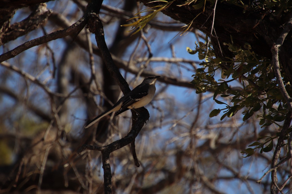 Northern Mockingbird - ML647543993