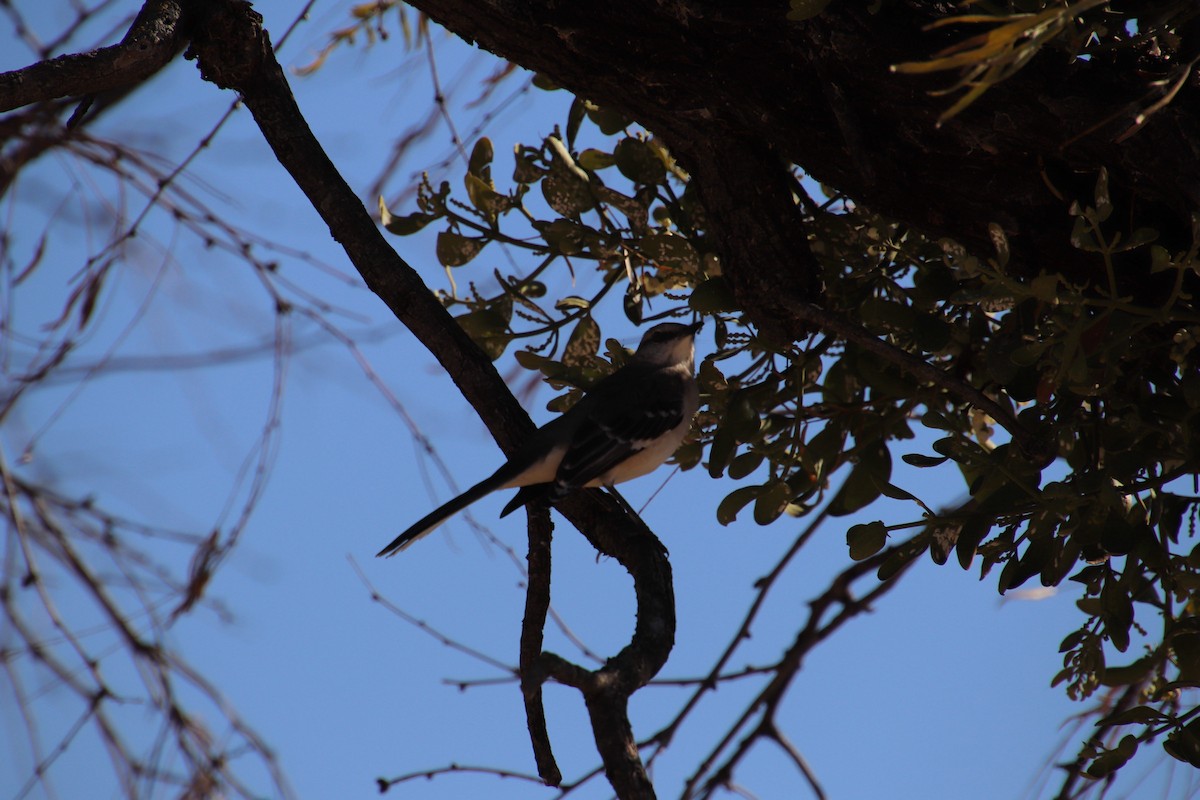 Northern Mockingbird - ML647543994