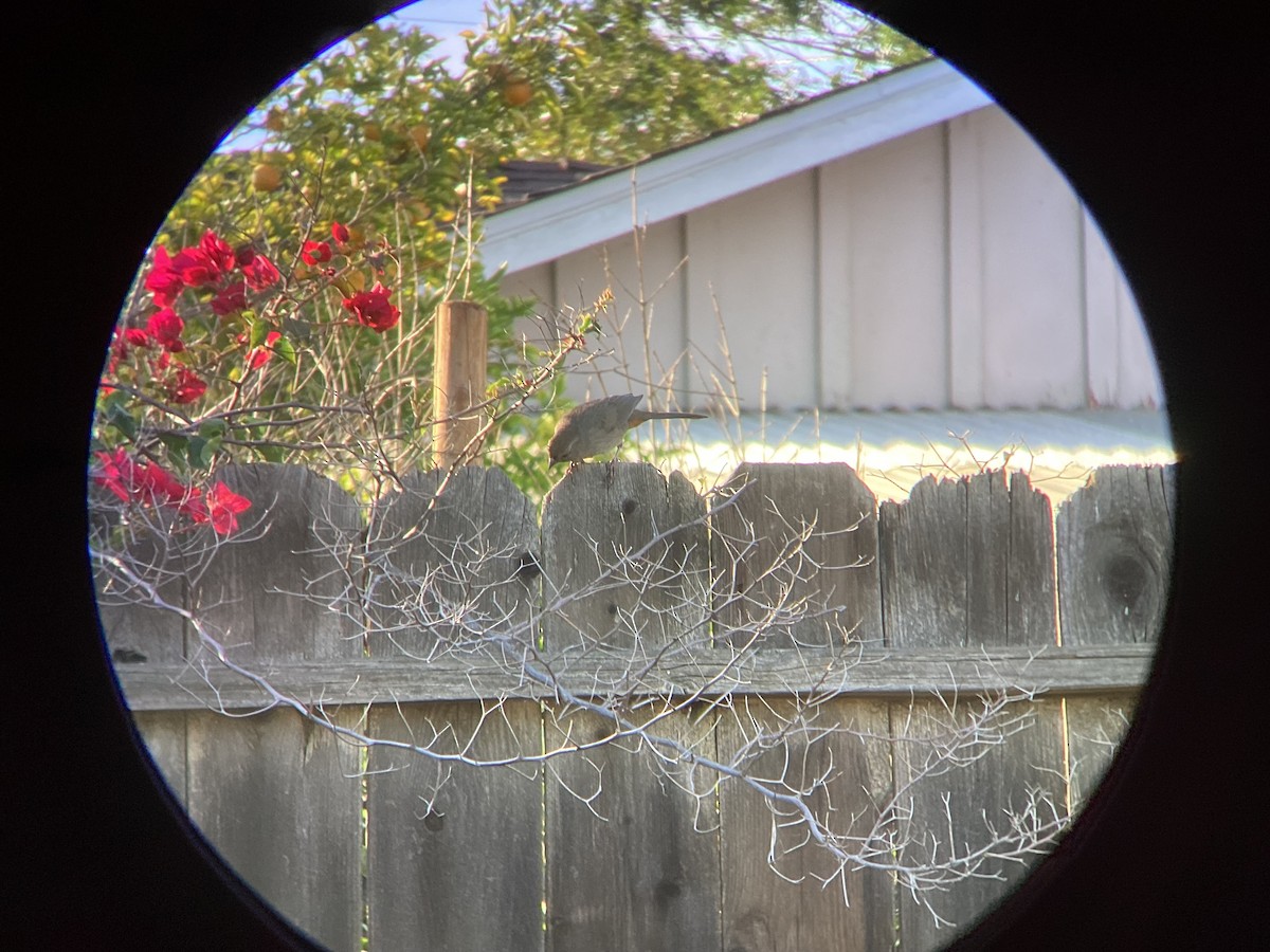 California Towhee - ML647544016