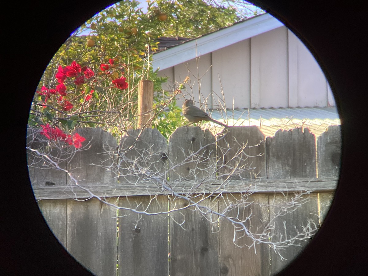 California Towhee - ML647544017