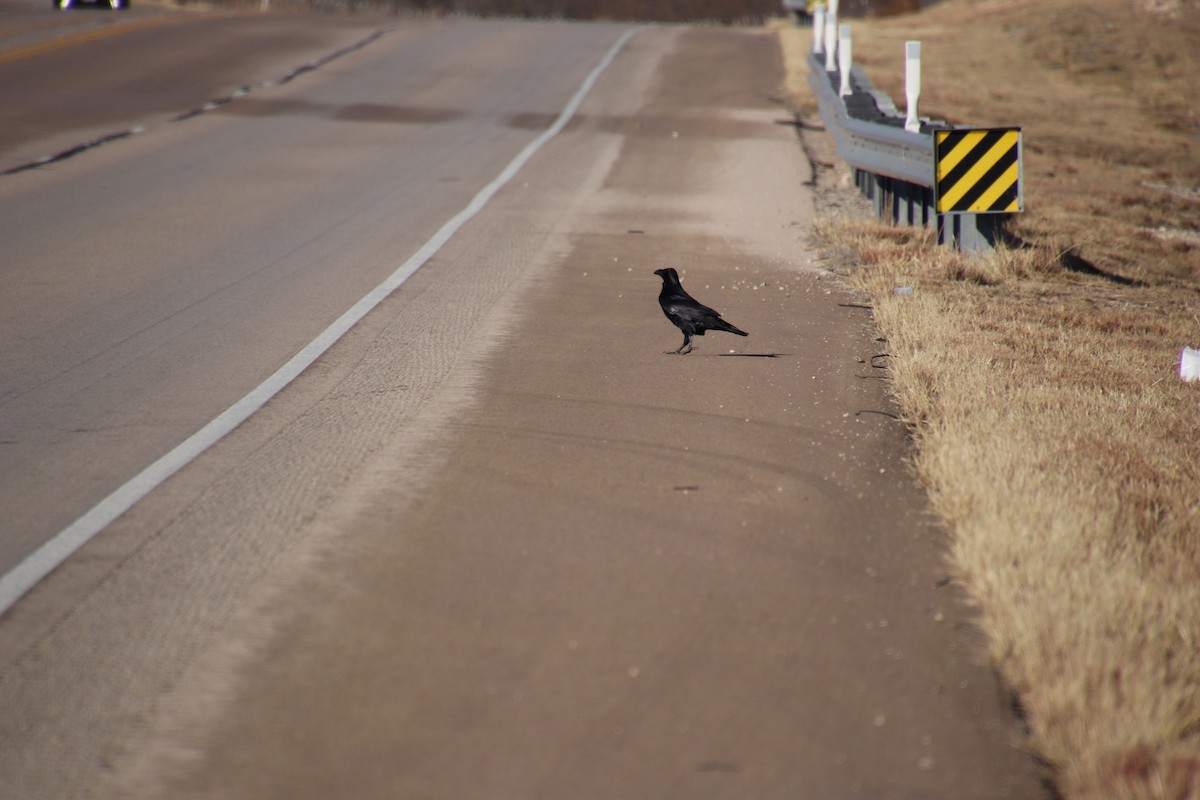 עורב שחור - ML647544018