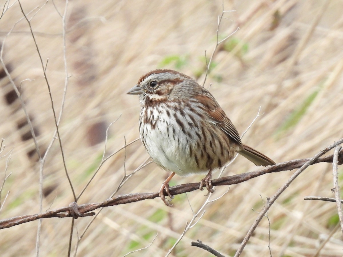 Bruant chanteur - ML647544021