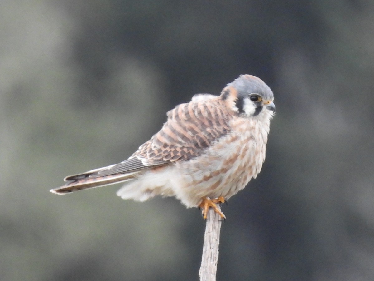 Crécerelle d'Amérique - ML647544027