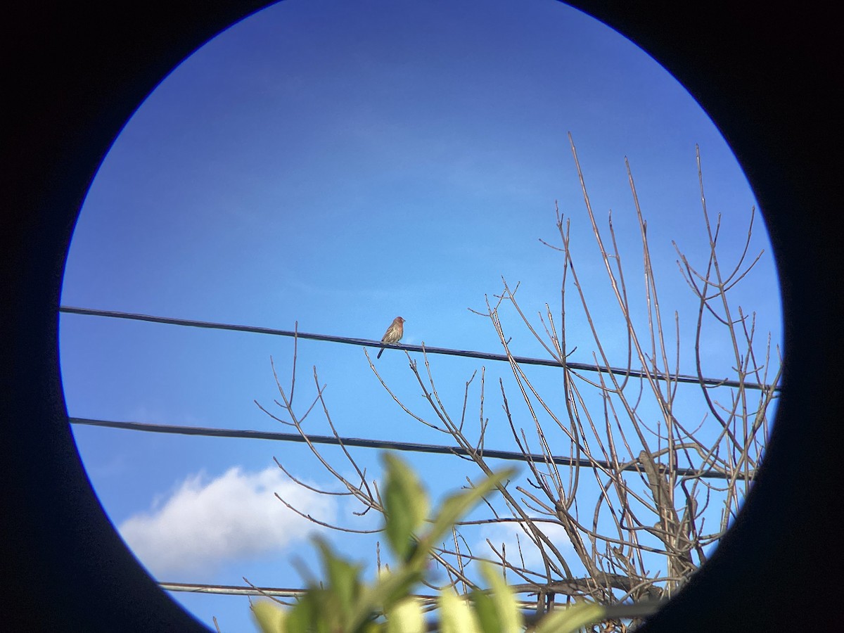 Burugorri arrunta - ML647544029