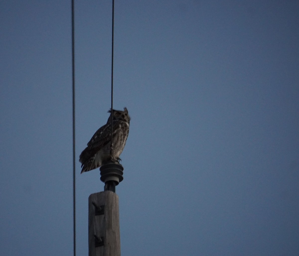 Great Horned Owl - ML647544044