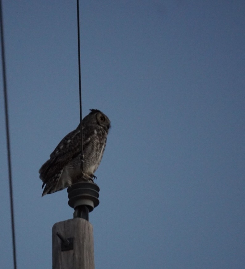 Great Horned Owl - ML647544045