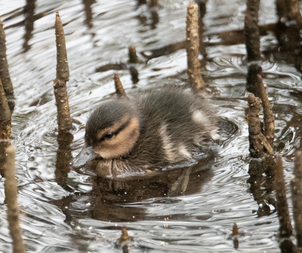 Chestnut Teal - ML647544046