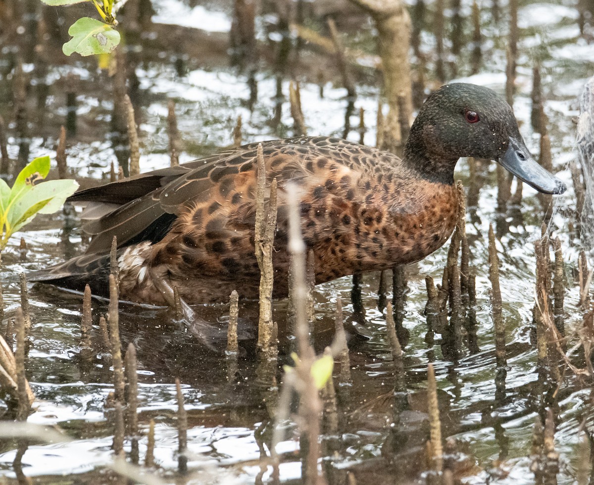Chestnut Teal - ML647544047