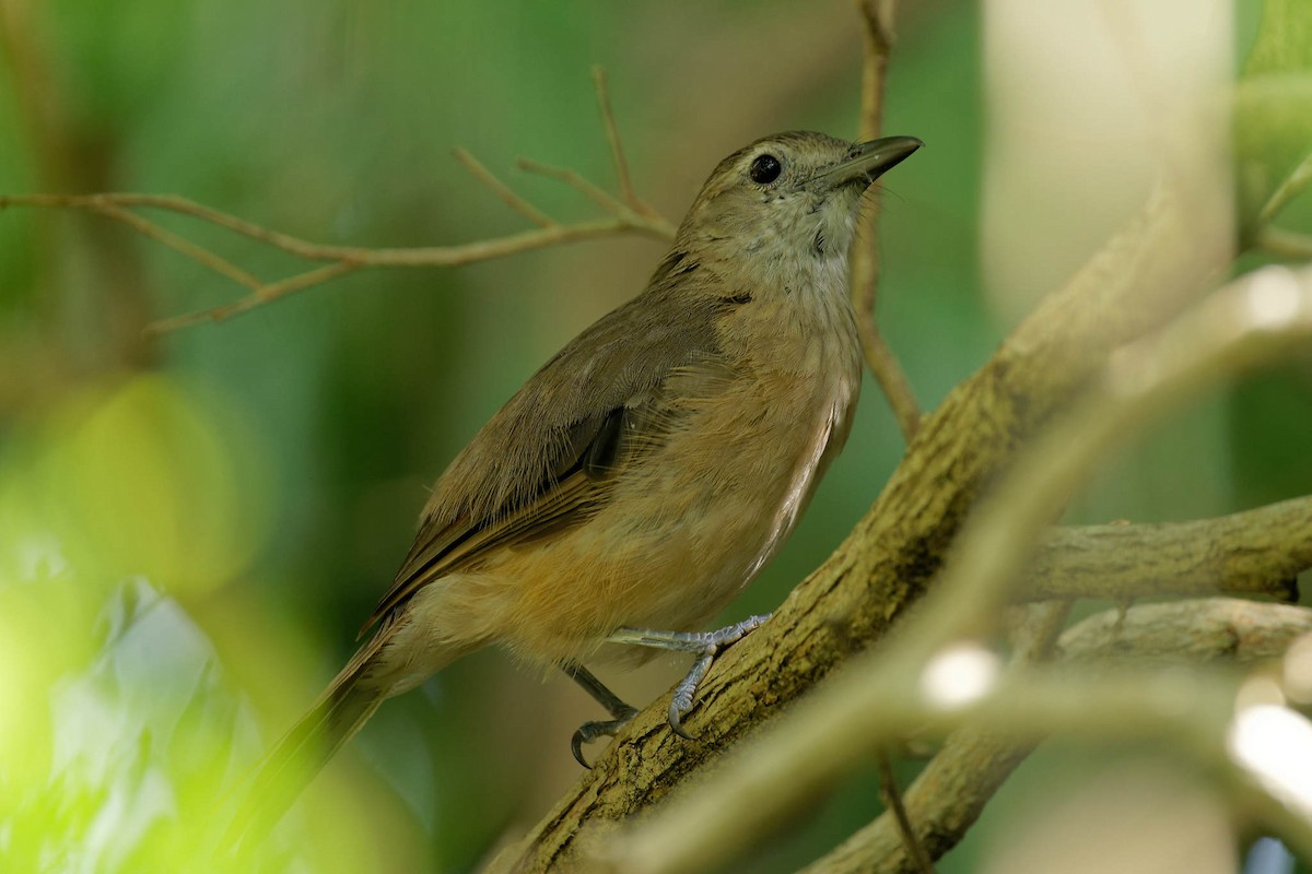 Little Shrikethrush (Arafura) - ML647544052