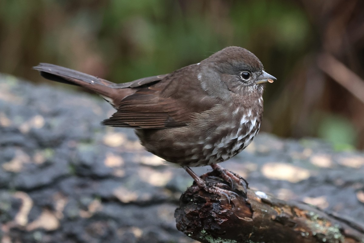 strnadec kaštanový [skupina unalaschcensis] - ML647544088