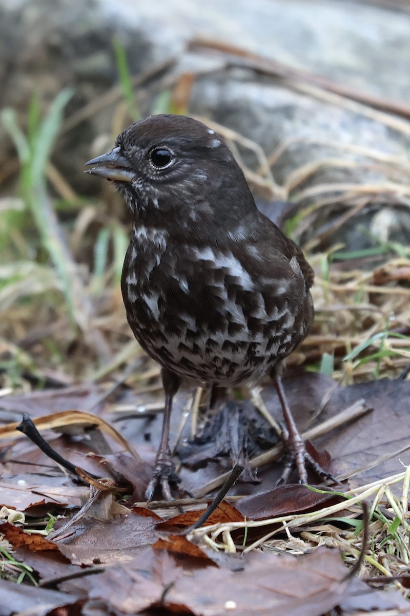 strnadec kaštanový [skupina unalaschcensis] - ML647544089