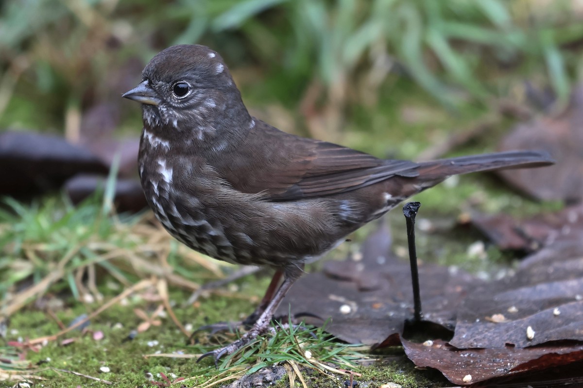 strnadec kaštanový [skupina unalaschcensis] - ML647544090