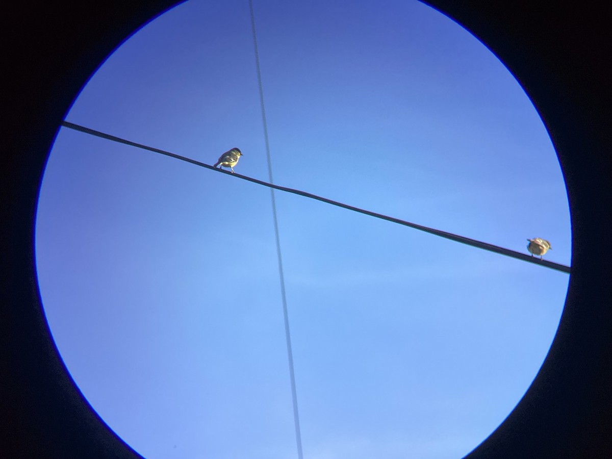 Lesser Goldfinch - ML647544093