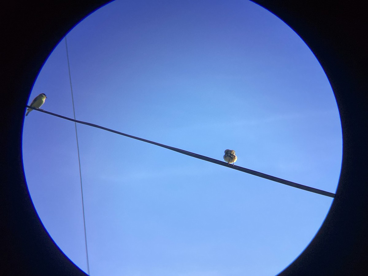 Lesser Goldfinch - ML647544094