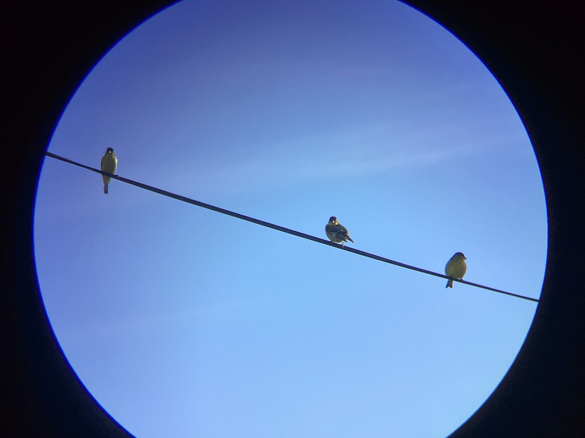 Lesser Goldfinch - ML647544095