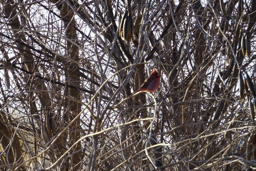 Cardinal rouge - ML647544096