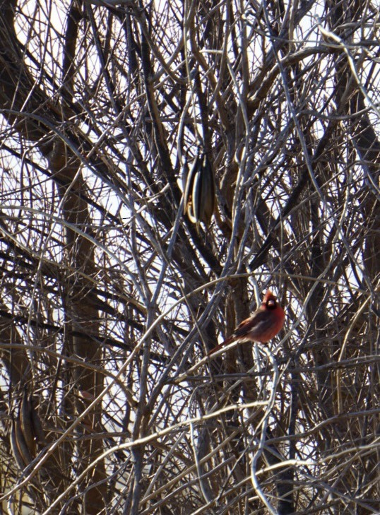 Cardinal rouge - ML647544097