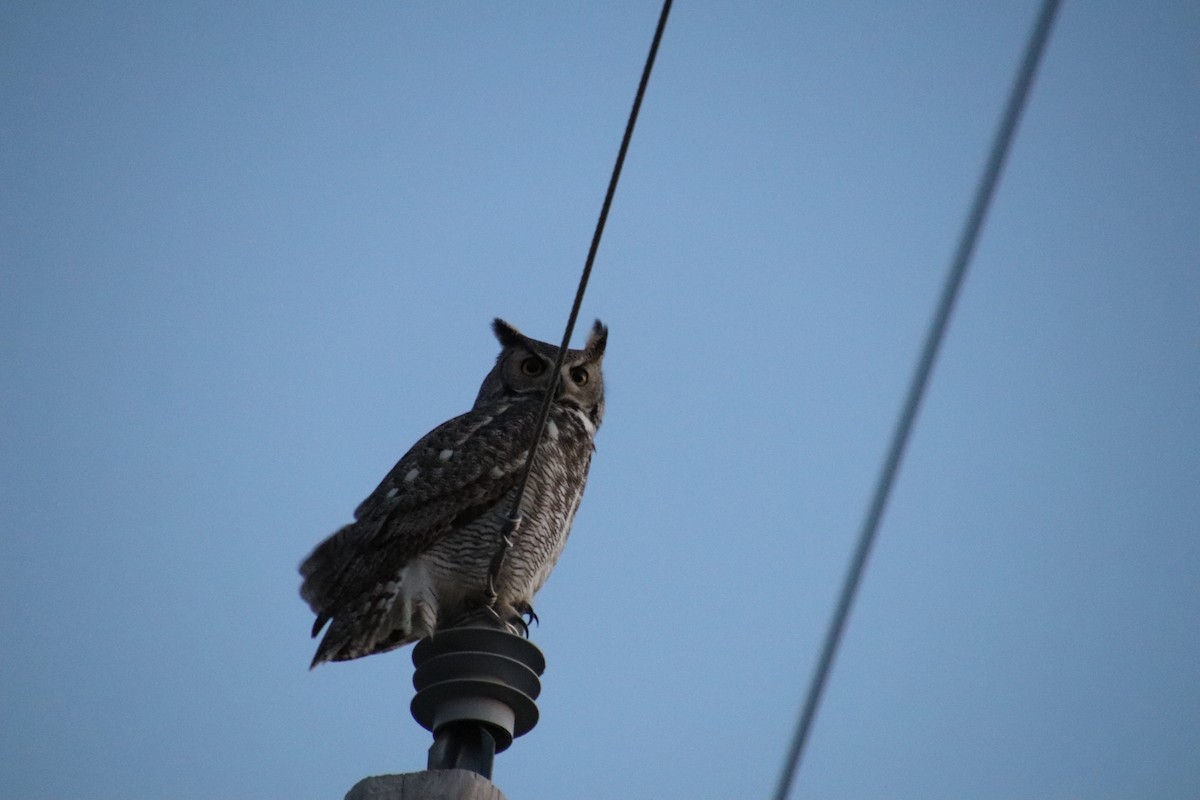 Great Horned Owl - ML647544099